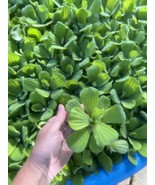(33) Water Lettuce Koi  Pond Floating Plants Rid Algae Small-Med 3” Grow... - $71.25