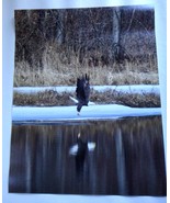 Amazingly Majestic Bald Eagle Flying over the river 11x14 unframed photo - $22.00
