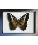 Forest Clipper Parthenos Sylvia Real Butterfly Framed Entomology Shadowbox - $52.99