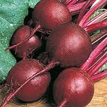Beets,Ruby Queen, Heirloom, Organic, Non GMO, 500 Seeds, Tender and Swee... - $8.99