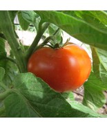 Cosmonaut Volkov - a reliable favorite well-adapted to cooler weather - $4.00