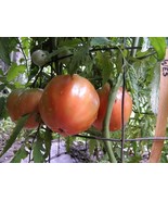 Wes tomato seeds - $4.50