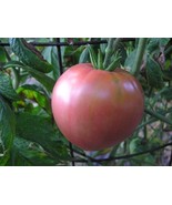Lee&#39;s Sweet tomato seeds - $4.50