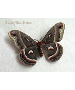 Real Robin Silk Moth Hyalophora Cecropia Female XL Framed Entomology Sha... - $109.99
