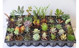 20, 30 or 40 Varieties 2 inch Assorted Exotic Succulent Collection Plant image 2