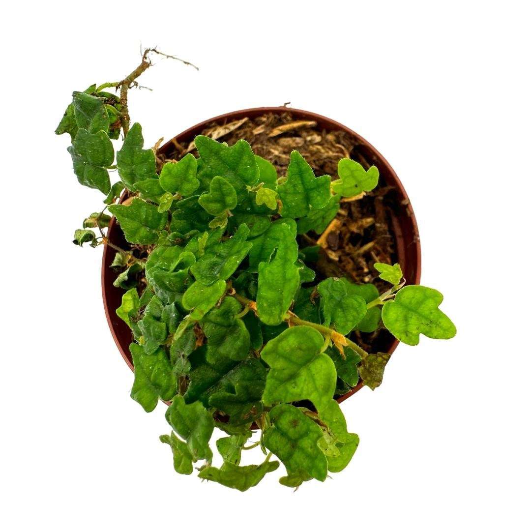 String of Frogs, in a 2 Inch Pot, Frog Feet Plant, Ficus pumila Quercifolia, Oak Plants