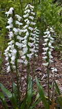 Native Orchid, Nodding Ladies&#39; tresses, Spiranthes cernua, Fall Blooming... - $13.00