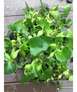 Floating Water Plant Hyacinth or Lettuce Koi Pond YOU CHOOSE &amp; Combine S... - $25.65+