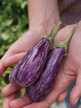 Eggplant Seeds - Fairy Tale Hybrid - Gardening - Outdoor Living - Free Shipping - $35.99