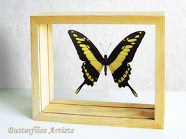 King Swallowtail Papilio Thoas Real Butterfly Entomology Double Glass Di... - $68.99