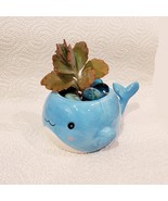 Whale Planter with Live Succulent and Glass Gems, Animal Succulent Planter - $26.99