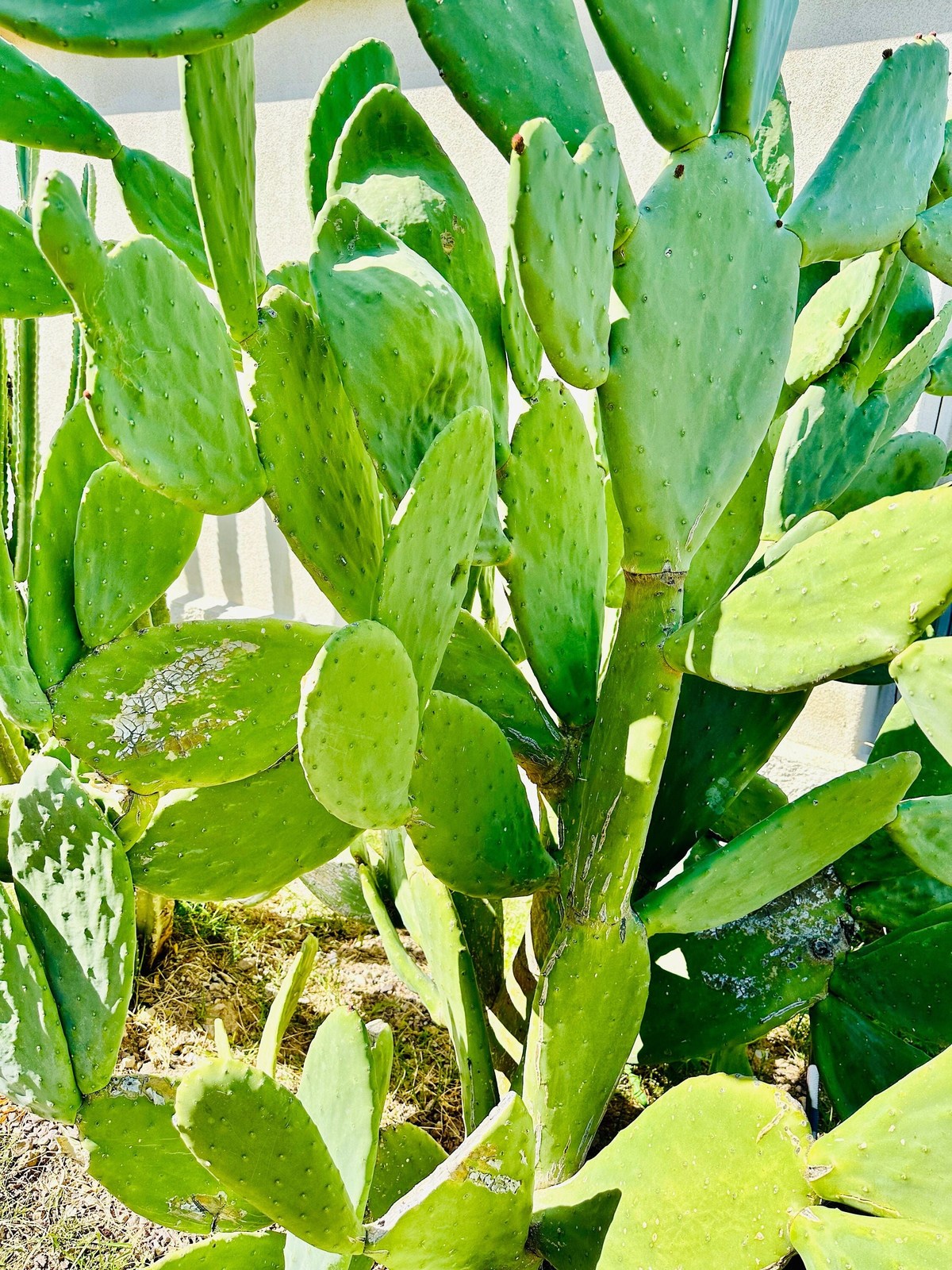 Nopales Prickly Pear Cactus Spineless Thornless Edible 2 Pads