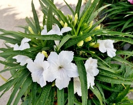 2 Starter Live Plants Ruellia White Flower, Perennial fast growing evergreen - $17.99