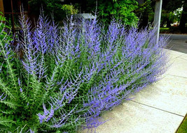 3 Plant  Starters with Roots - Russian Sage - $37.95