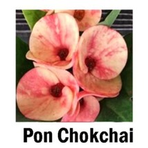 STARTER PLANT PON CHOKCHAI Crown Of Thorns-Euphorbia Milii CHRIST PLANT - $35.98