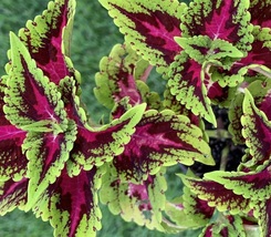 Organic Live Plant Coleus Kong Rose Purple Green Leaves, Size Approx 3" - $21.99