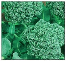 50 Seeds Broccoli Seeds NON-GMO Heirloom Fresh Garden Seeds - $11.50