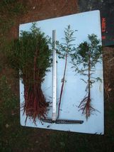 1 bald Cypress Tree Pre-Bonsai or Landscape - Taxodium distichum - $70.99