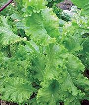 Mustard Greens Seed, Southern Giant, Heirloom, Non GMO, 500 Seeds - $10.49