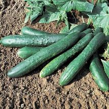 25 Sweet Success Cucumber Seeds Hybrid Easy Grow Vegetable Garden Pickling food - $13.59