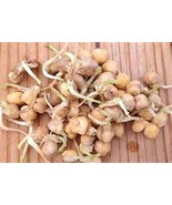 Garbanzo Bean Seed, Microgreen, Sprouting, 3 OZ, Organic Seed, NON GMO -... - $8.11