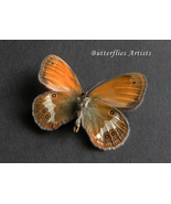 Real Butterfly Pearly Heath Coenonympha Arcania Framed Taxidermy Shadowbox - $49.99