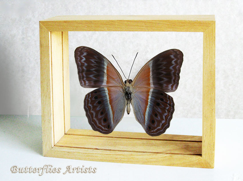 Primary image for Cirrochroa Regina RARE Real Butterfly Framed Entomology Double Glass Display 