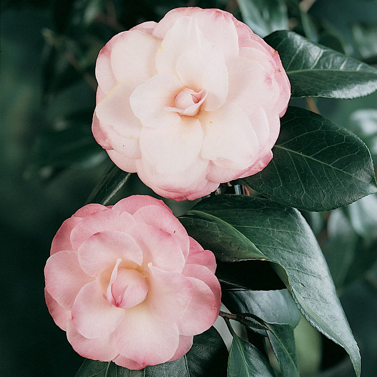 Live Plant Grace Albritton Camellia Japonica Live Plant Quart Pot