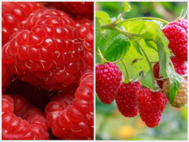 2 Live Plant Cascade Delight Raspberry - fully rooted - Sweet Firm Berries - $59.90