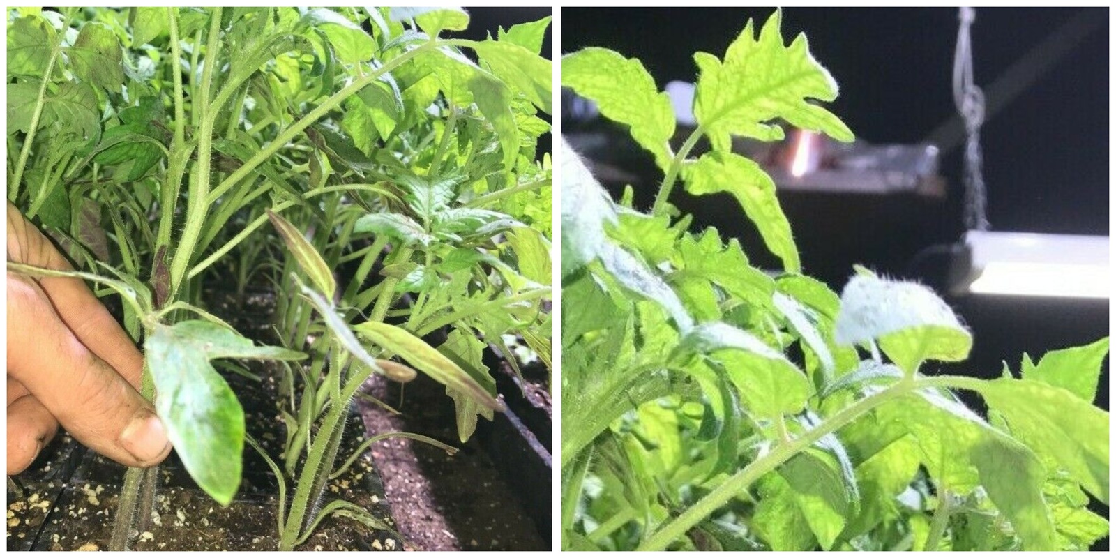 BEEFSTEAK TOMATO LIVE PLANTS 6 to 10 inches 60+ days old A01 Towels