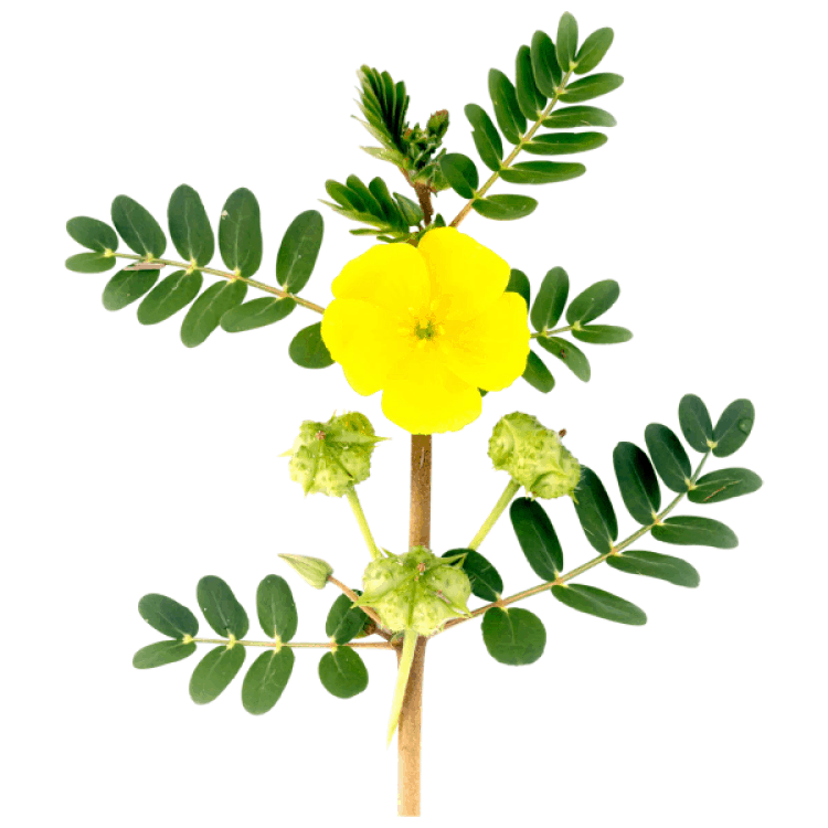 Tribulus Terrestris 100 Bulgarian Tea Booster 200g Dietary Supplements