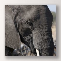 Elephant Framed Photo Print 28" Stretched Canvas Grey Color Close Up Africa Wild