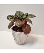 House Plant in Ceramic Planter, Purple Waffle Hemigraphis Alternata Pott... - $18.99