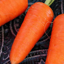 Ship From Us Organic Red Cored Chantenay Carrot Seeds ~2 Oz Seeds -NON-GMO, TM11 - $86.76
