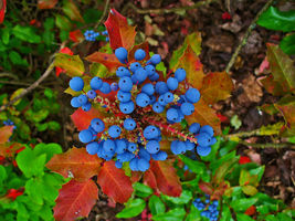 20 Seeds OREGON GRAPE Holly Fruit Vine Hollyleaved Barberry Mahonia Aquifolium - $17.05