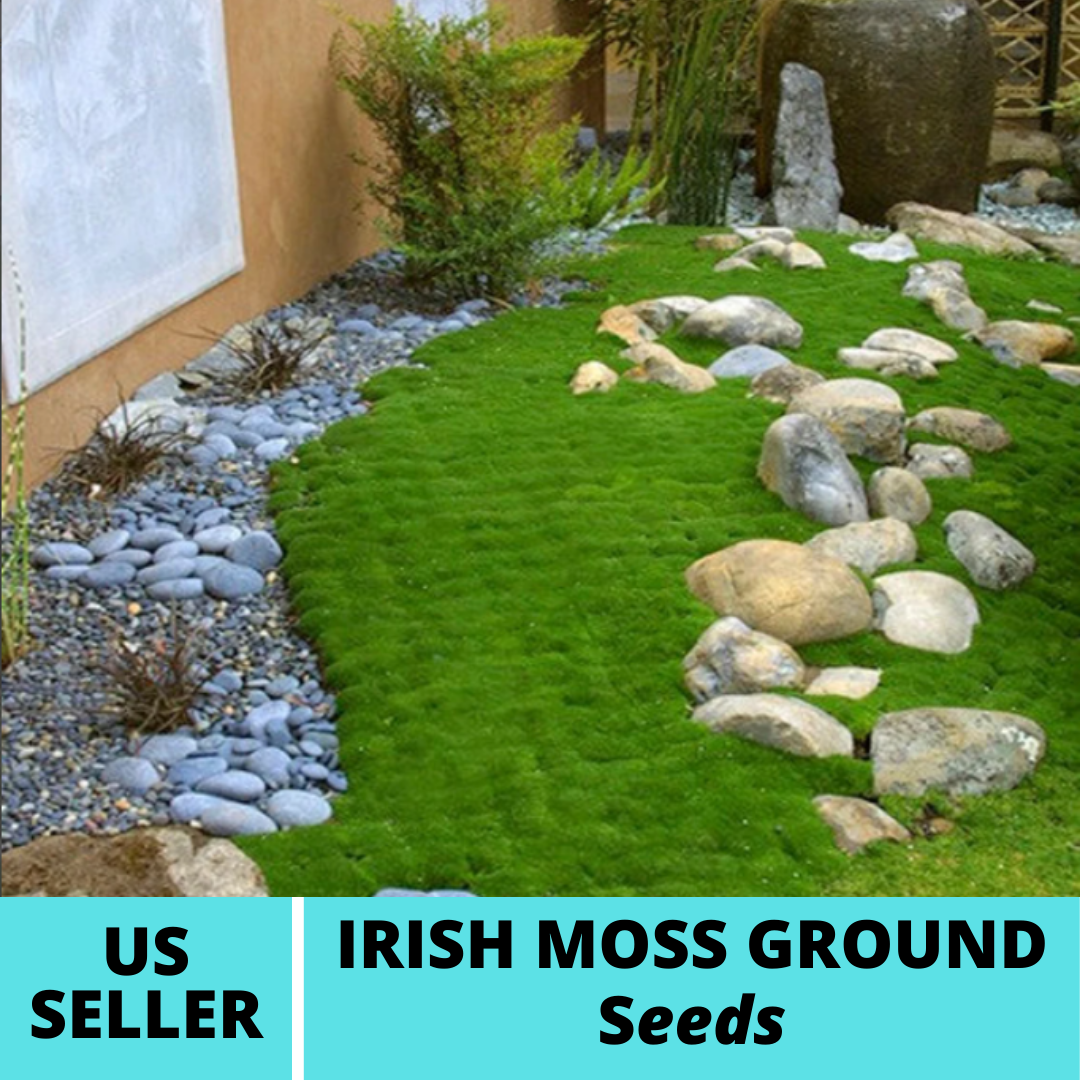 Irish Moss Ground Cover Seeds Sagina Subulata Seed 200pcs Ornamental