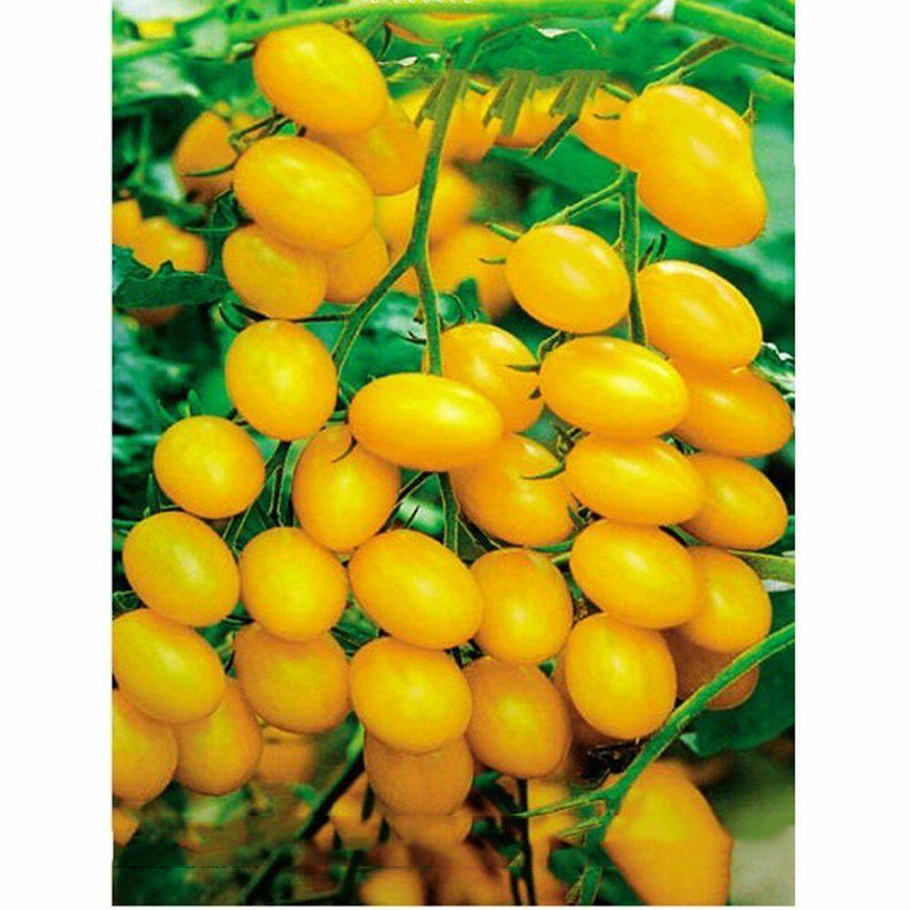 Primary image for Rare 'Imperial concubine' F1 Yellow Cherry Tomato, 20 Seeds