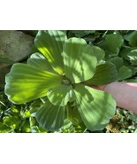 Summer SALE (6) Water Lettuce Jumbo 5-7” Koi Pond Floating Plants Algae ... - $24.95