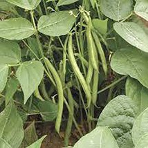 Slenderette Bush Bean Seeds, Non GMO 500+ Seeds, Great Tasting and Healthy - $19.99