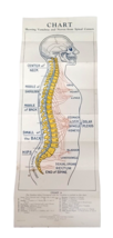 1910s National Stamping and Electric Works Spinal Vertebrae Nerves Medic... - $131.83