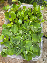 (20) MIX Water Lettuce & Hyacinth Koi Pond Bio Filter small - Medium Plants 2-4” - $42.75