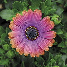 &quot; 20 seeds &#39;Copper Amethyst&#39; African Daisies Seeds Must-Grow Gorgeous Fa... - $11.78