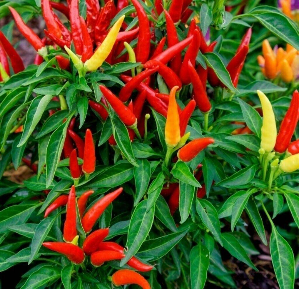 Capsicum F1 Medusa Ornamental Pepper, 20 Seeds - Other Plants, Seeds ...