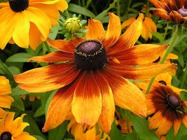 25 Organic Gloriosa Daisy - Rudbeckia Hirta - Kelvedon Star Flower Seeds - $7.99