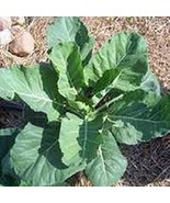 Collard Greens Seeds, Georgia Southern, Heirloom, Organic 25 Seeds, Non GMO - $1.99