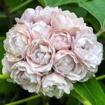 Clerodendrum chinense, Glory Bower, Cashmere Bouquet Perennial shrub - $22.49