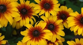 Live Plant Rudbeckia Black Eyed Susan Daisy - $20.49