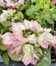 starter/plug plant Well Rooted YANI&#39;S DELIGHT Bougainvillea - $35.98