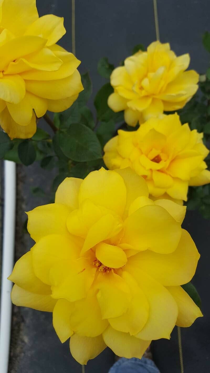 Golden Glow Rose 2 Gal. Yellow Live Bush Plants Hybrid Tea Plant Roses