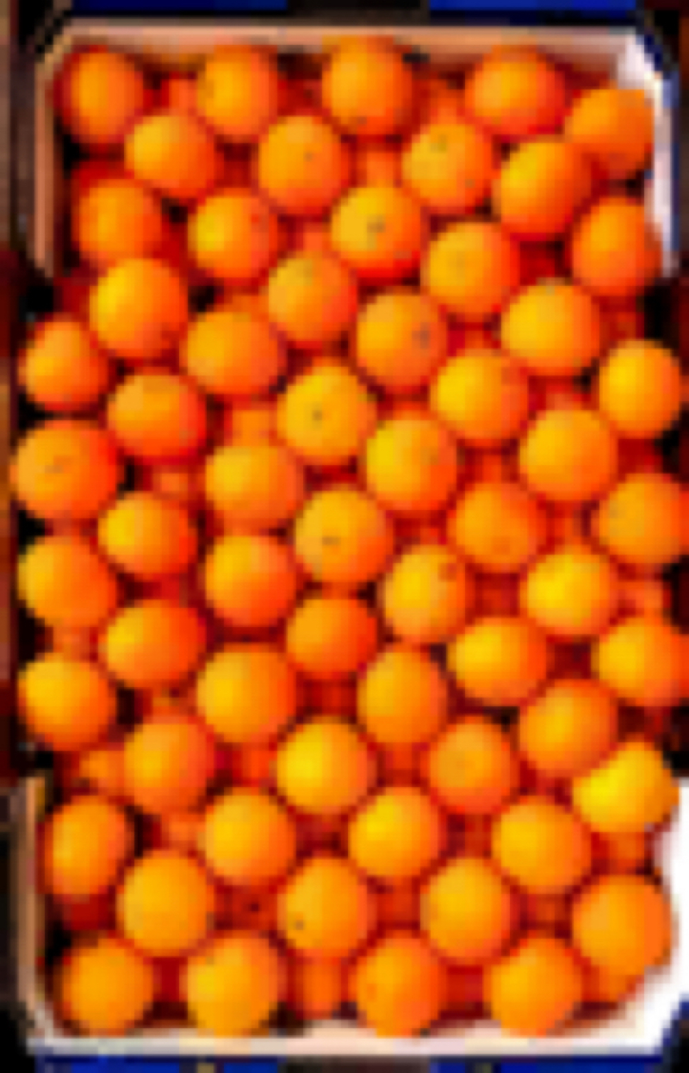 California only! Clementine / Nour SemiDwarf Mandarin Tree 1836” tall